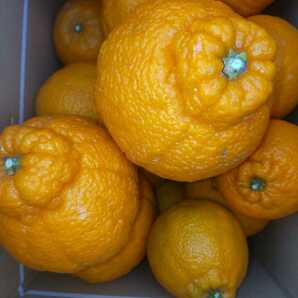 23 全国送料無料 愛媛県産 産地直送 家庭用 不知火 中身5キロ程度 柑橘 みかん しらぬい しらぬひ デコポン と同品種の柑橘です。の画像4