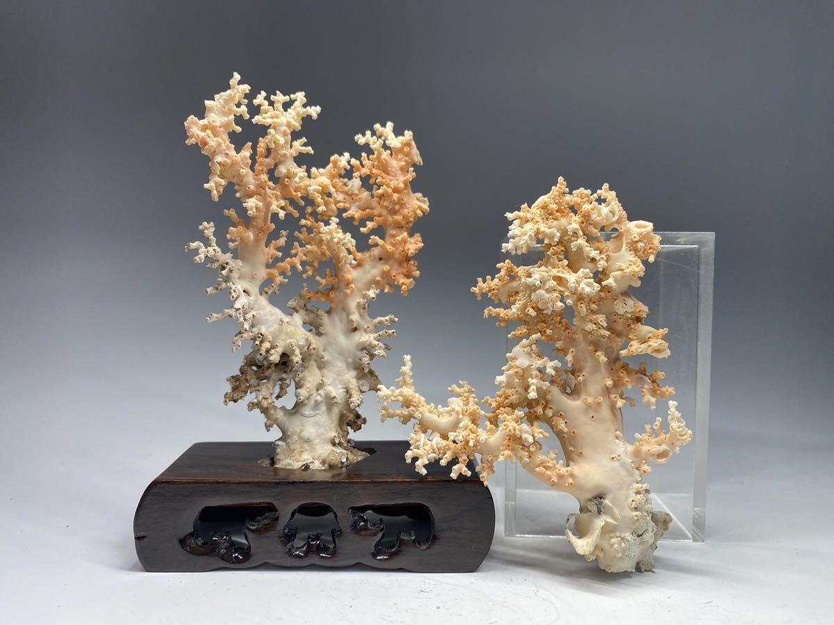 白珊瑚 置物の値段と価格推移は？｜88件の売買情報を集計した白珊瑚 