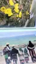 読売新聞社 額絵写真シリーズ「黄河」全30枚セット 中国の大自然_画像4