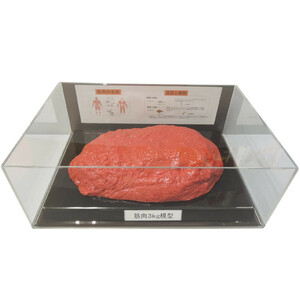  muscle model figure case go in 3kg IP-988