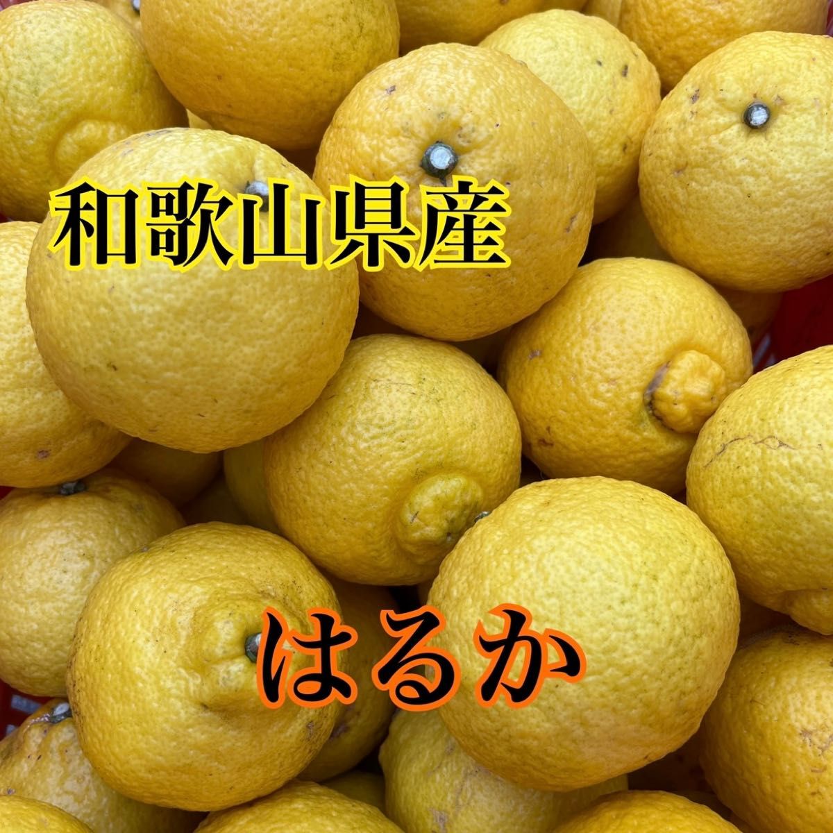 090正直高い!だけど美味い!甘〜いみかん(^O^) | jetcondor.com