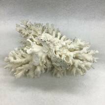 珊瑚 置物 コーラル 白 サンゴ 観賞用 オブジェ インテリア 現状品_画像7