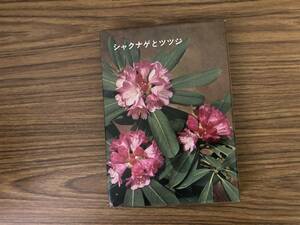  рододендрон . азалия Tokyo гора ../A102