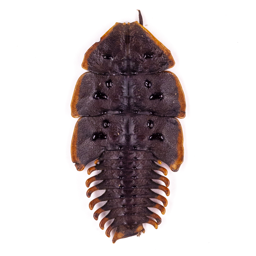 新品同様 クギヌキフタオチョウ ♀ ジャワ島 産 虫類用品 - bappeda