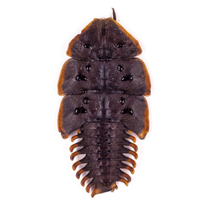 Platerodrilus sp. 63 サンヨウベニボタル標本 西ジャワ