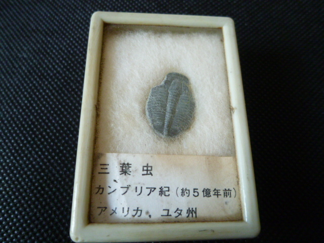 2023年最新】Yahoo!オークション -化石 本物の中古品・新品・未使用品一覧