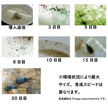 Triops Longicaudatus Rot　アメリカカブトエビ　レッド　　乾燥卵 　専用餌+解説書付き　カブトエビ_画像2