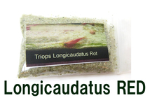 Triops Longicaudatus Rot　アメリカカブトエビ　レッド　　乾燥卵 　専用餌+解説書付き　カブトエビ_画像1