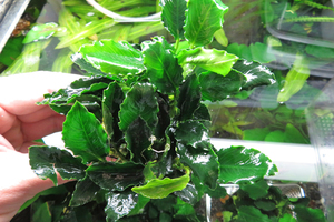 アヌビアス・キリン　1POT　Anubias sp.