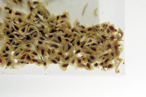 Puya clava-herculis seeds 10 bead (ε33)