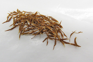 Hechtia myriantha seeds 50 bead (ε17)