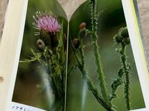 冨成 忠夫 春の花 (野草ハンドブック)_画像9