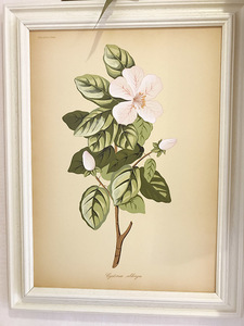 アート ボタニカルアート ピンクの花 絵画 額装 インテリア 植物
