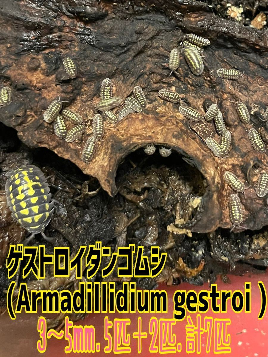 ヤフオク! -.ラスト(虫類)の中古品・新品・未使用品一覧