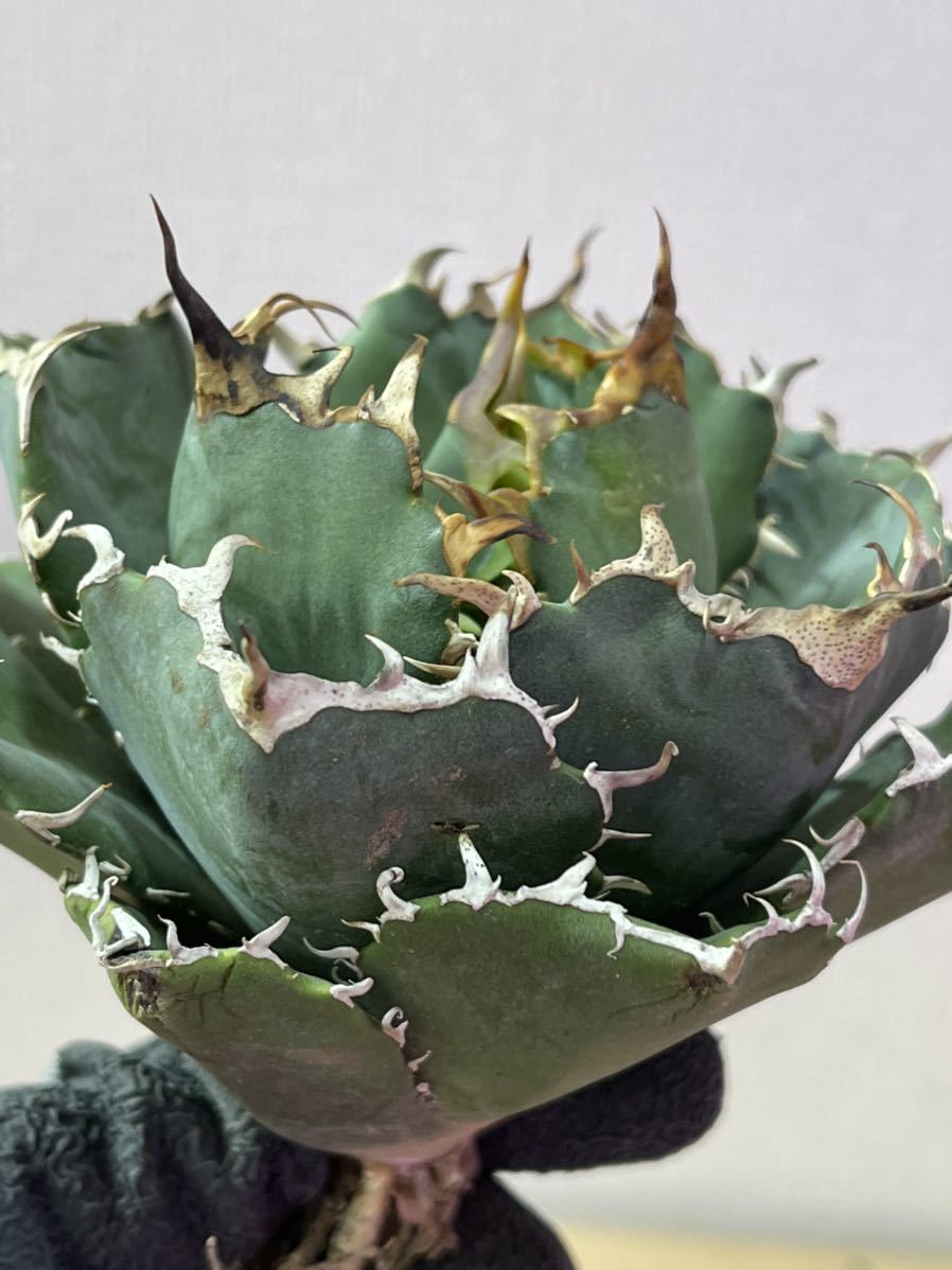 ヤフオク! -アガベ 白鯨(観葉植物)の中古品・新品・未使用品一覧