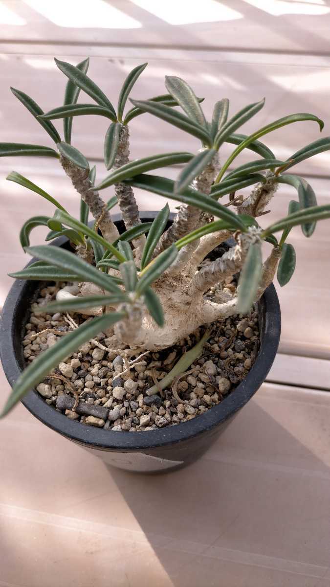 ◇ボリューム満点◇立派な株◇超希少◇ ラプソディ― 紫陽花