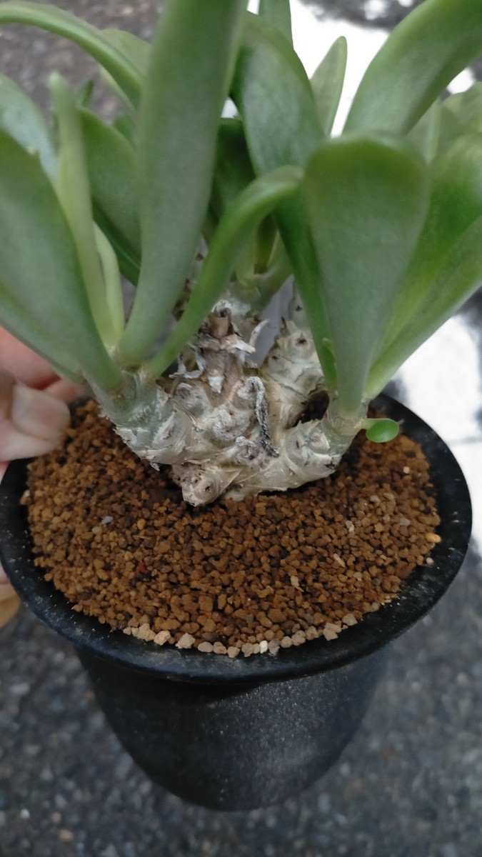 ◇ボリューム満点◇立派な株◇超希少◇ ラプソディ― 紫陽花