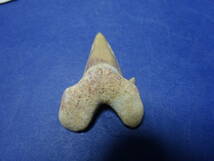 （７−２）ガラクタ珍品コレクター放出品　化石　アンモナイトとサメ　２点_画像5