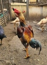 食用・大軍鶏の有精卵１０個_画像1