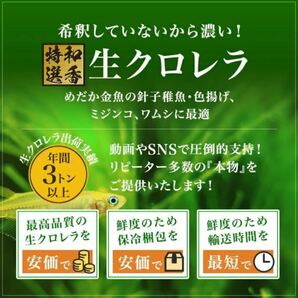 送料無料クール便★和香特選生クロレラ300ml★即日発送★ミジンコめだか金魚の餌 針子稚魚の青水作 ワムシゾウリムシ24の画像3