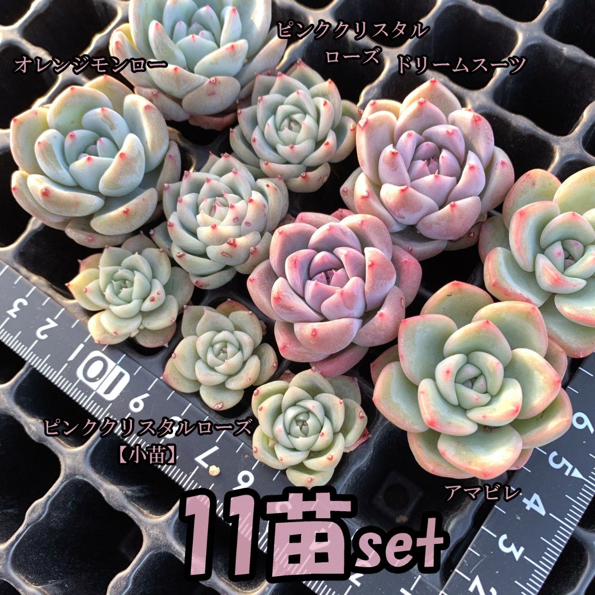 № 53 ロシータ(中) 韓国苗 多肉植物 エケベリア|PayPayフリマ