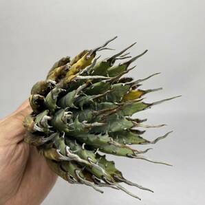 S317-24陽炎蕾形厚肉粗曲棘アガベ ユタエンシス /Agave utahensis の画像5