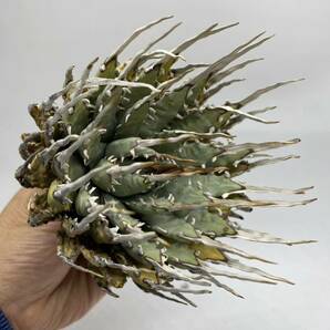 S317-34陽炎蕾形曲棘アガベ ユタエンシス /Agave utahensis の画像5