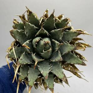 S317-36陽炎蕾形厚肉粗曲棘アガベ ユタエンシス /Agave utahensis の画像3