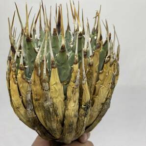 S317-36陽炎蕾形厚肉粗曲棘アガベ ユタエンシス /Agave utahensis の画像2