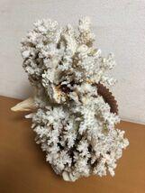 珊瑚 白 32cm×35cm×18cm サンゴ/置物/観賞用/オブジェ/インテリア/貝_画像5