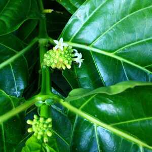  noni. leaf ... tea ( Okinawa prefecture production ) 5g