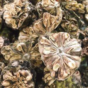  herb. woman . wonderful fruit noni dry ( Okinawa production )200g