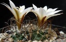 【種子】ツルビニカルプス Turbinicarpus graminispinus 種子5粒【送料無料】