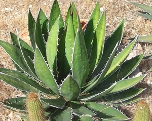 【種子】アガべ ガルシアメンドーサ　Agave garciae-mendozae 種子50粒【送料無料】