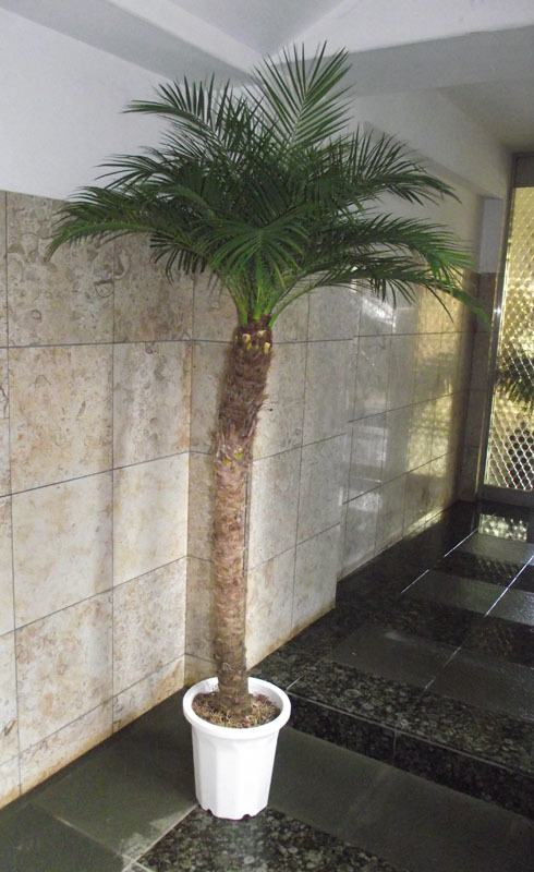 ヤフオク! -ヤシ 観葉植物の中古品・新品・未使用品一覧