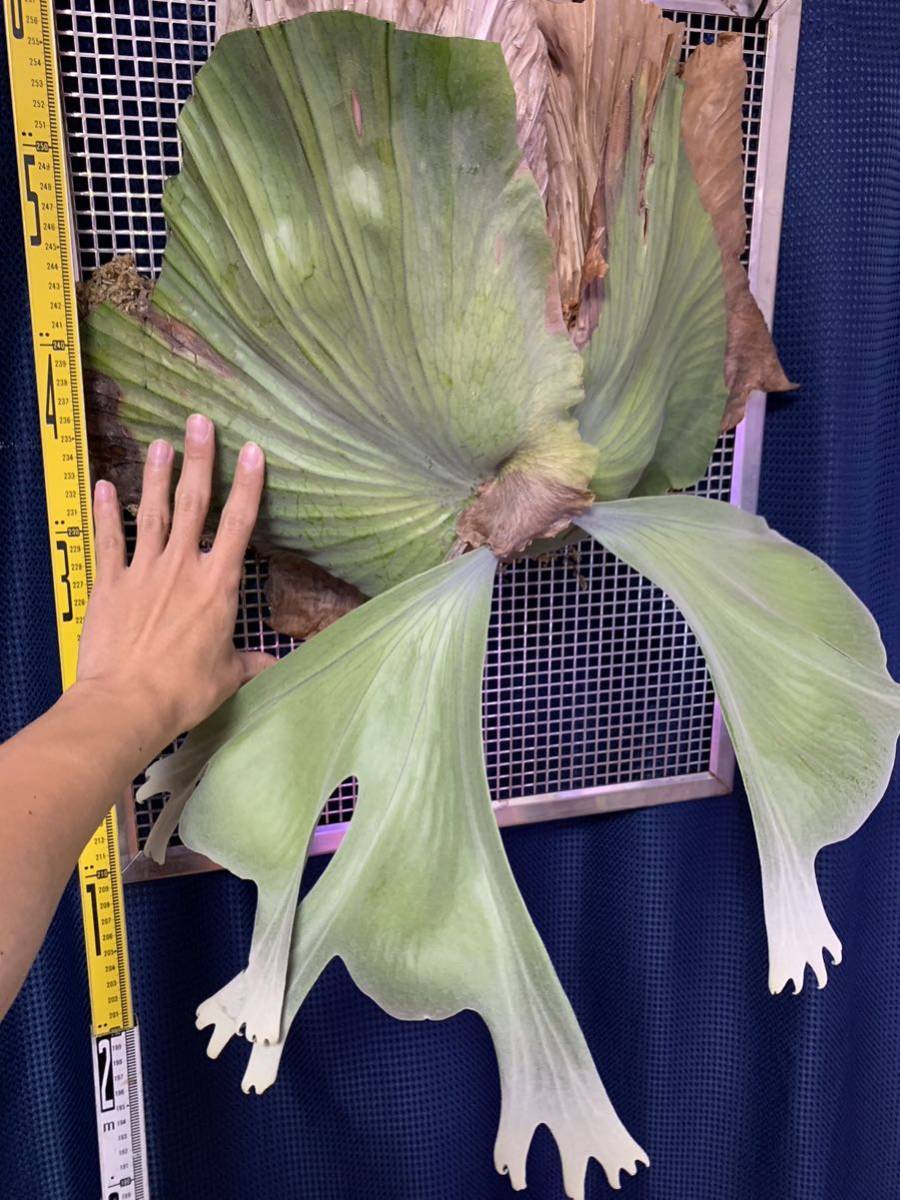 10%OFF】 【現品】特大サイズ ガジュマル がじゅまる 12号 A26番 植物
