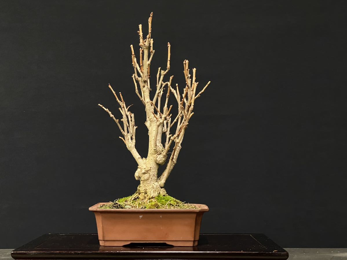 876 盆栽 盆栽鉢 植木鉢 和鉢 壱興造記 最大15%OFFクーポン casi.media