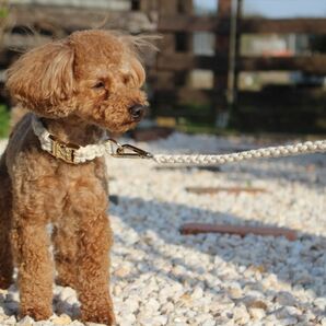 首輪　リードセット　ハンドメイド　各サイズ　各カラー　コメントから　犬　猫