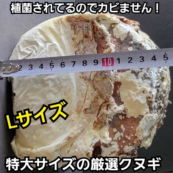 クワガタの産卵木はコレが最強です! 貴重!カワラ植菌材【特大Lサイズ】 植菌されてるのでカビない 加水も不要です 直径12~15センチ