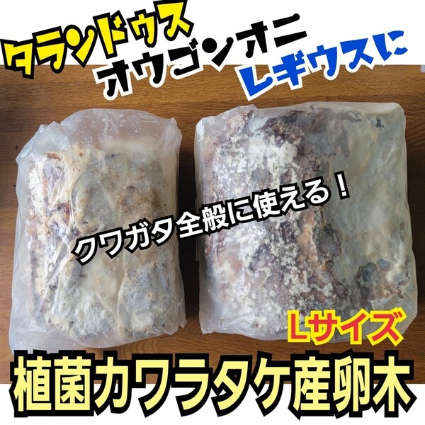 クワガタの産卵木はコレが最強です! 貴重!カワラ植菌材【特大Lサイズ】 植菌されてるのでカビない 加水も不要です 直径12~15センチ