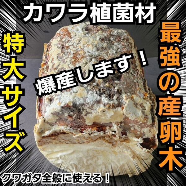 クワガタの産卵木はコレが最強です! 貴重!カワラ植菌材【特大Lサイズ】 植菌されてるのでカビない!加水も不要です 直径12~15センチ