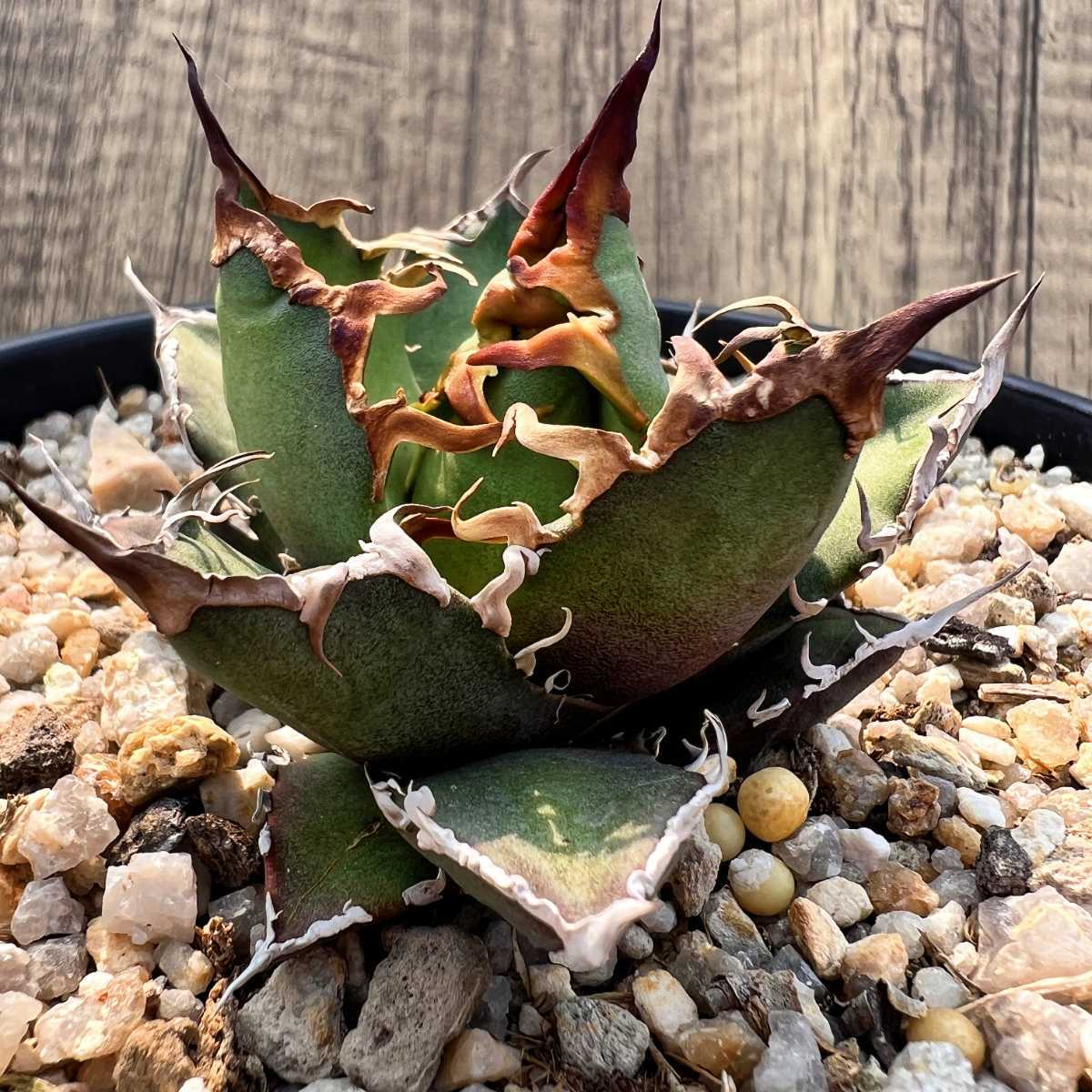 ヤフオク! -「caesar」(アガベ) (観葉植物)の落札相場・落札価格