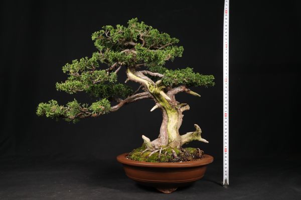 ヤフオク! -「鵬」(花、園芸) の落札相場・落札価格