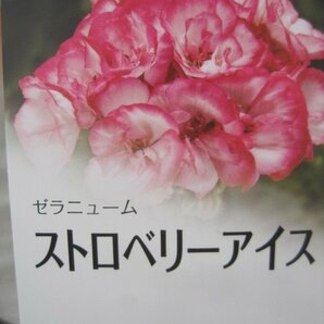 栄養系ゼラニウム『ストロベリーアイス』 10.5センチポット 白地にピンクの画像1