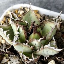 【F4292】人気希少品種！！【極上子株販売】 アガベ チタノタ フィリグリー Agave titanotaac_画像1