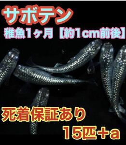 . Chan me Dakar [ free shipping ] cactus me Dakar lame finest quality lame 15 pcs . fish . fish 