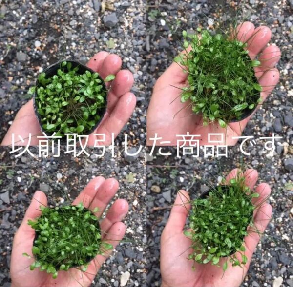 ショートヘアーグラス×グロッソスティグマ2ポット