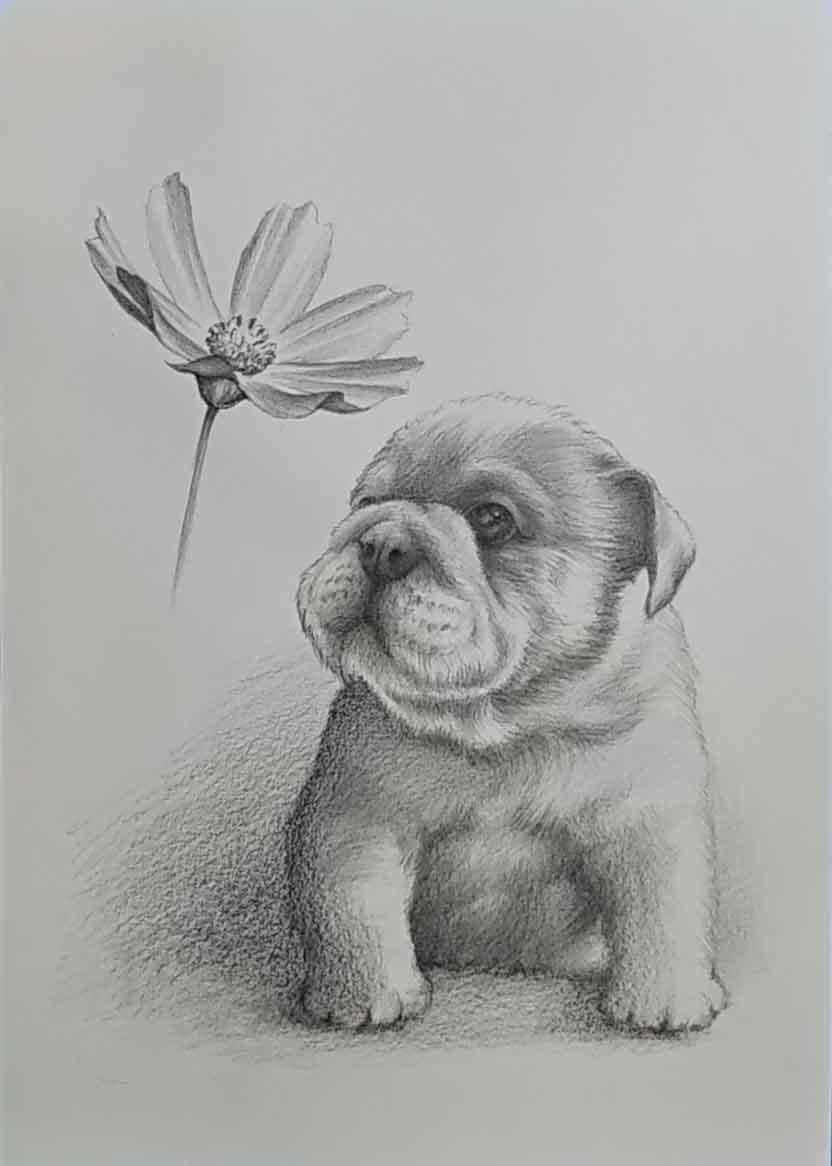 可爱宠物狗的绘画/铅笔画 栗田雄二创作的真实作品斗牛犬婴儿秋香 Bu-2 A4 尺寸 *不包括框架。, 艺术品, 绘画, 铅笔画, 炭笔画