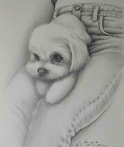 絵画・鉛筆画・動物画 犬の絵 真作「デニムとマルチーズ ma-2-2022」Atelier809 作 A4サイズ ※額縁無し。_画像5