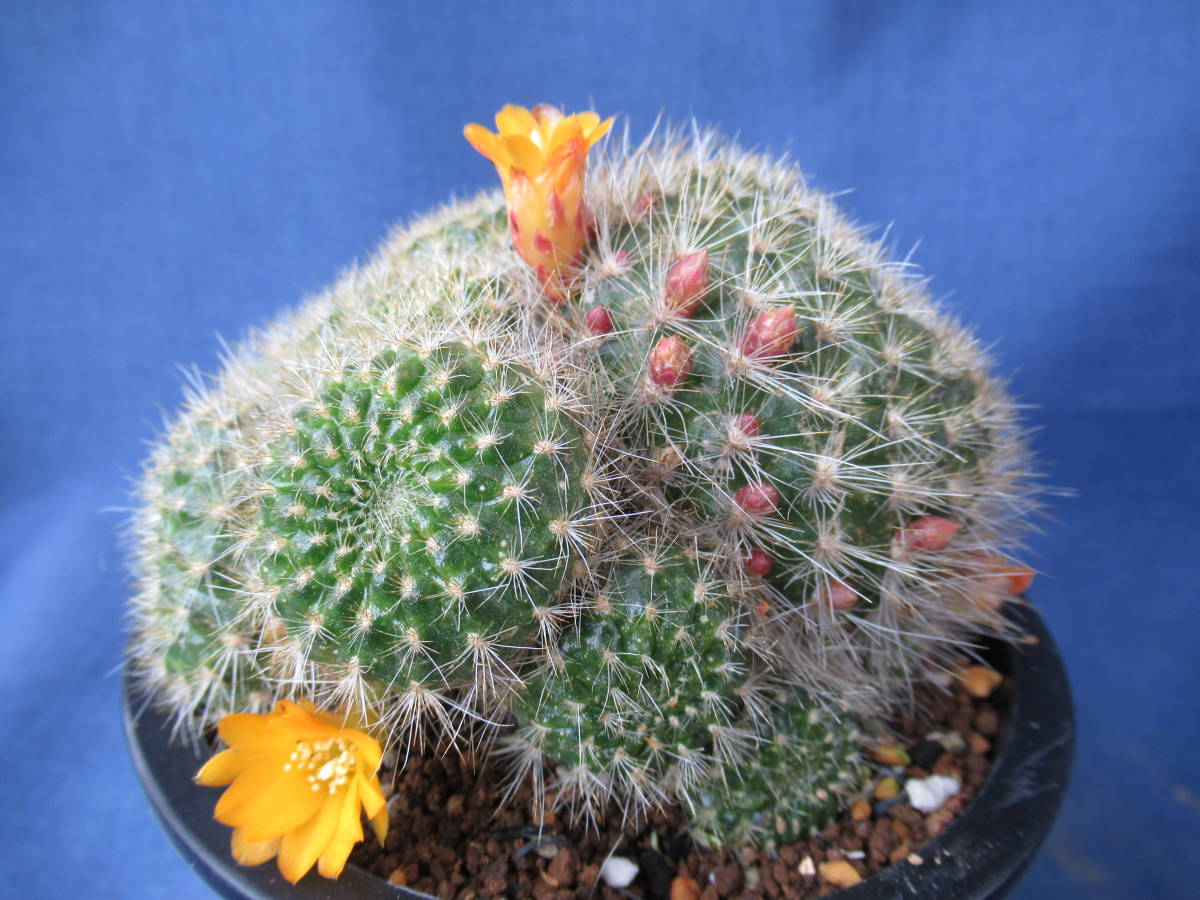 ヤフオク! -「セタ」(サボテン) (観葉植物)の落札相場・落札価格